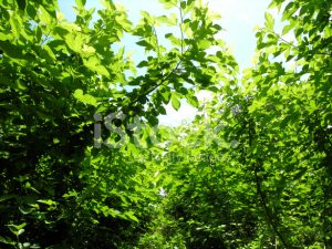 25086756-mulberry-field