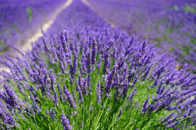 lavender-field-1595587_640